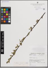 Foto von Salix excelsa S. G. Gmel.